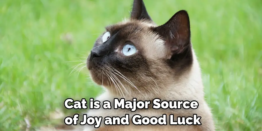 Cat is a Major Source of Joy and Good Luck