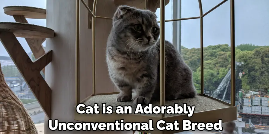 Cat is an Adorably Unconventional Cat Breed 