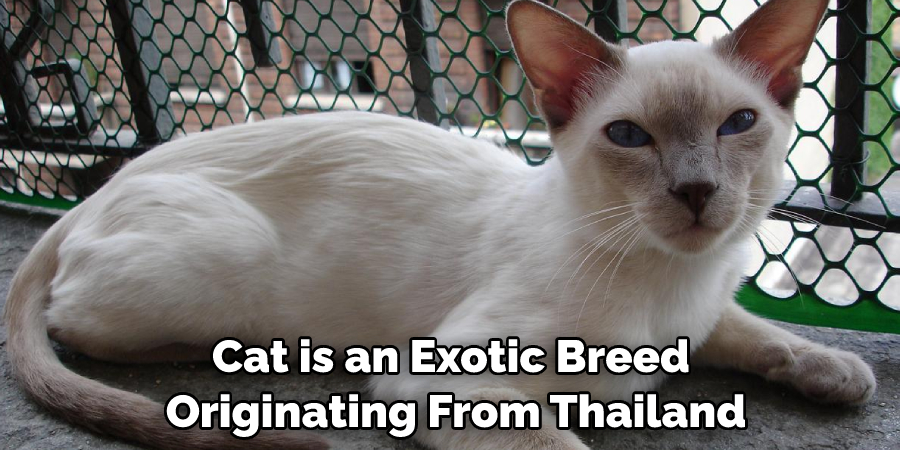Cat is an Exotic Breed Originating From Thailand