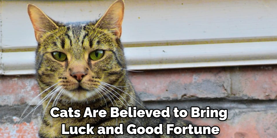Cats Are Believed to Bring Luck and Good Fortune