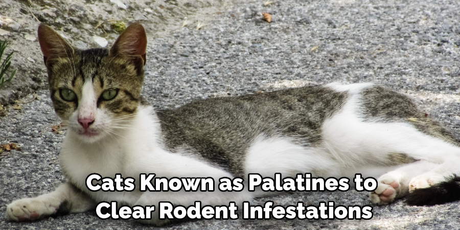 Cats Known as Palatines to Clear Rodent Infestations
