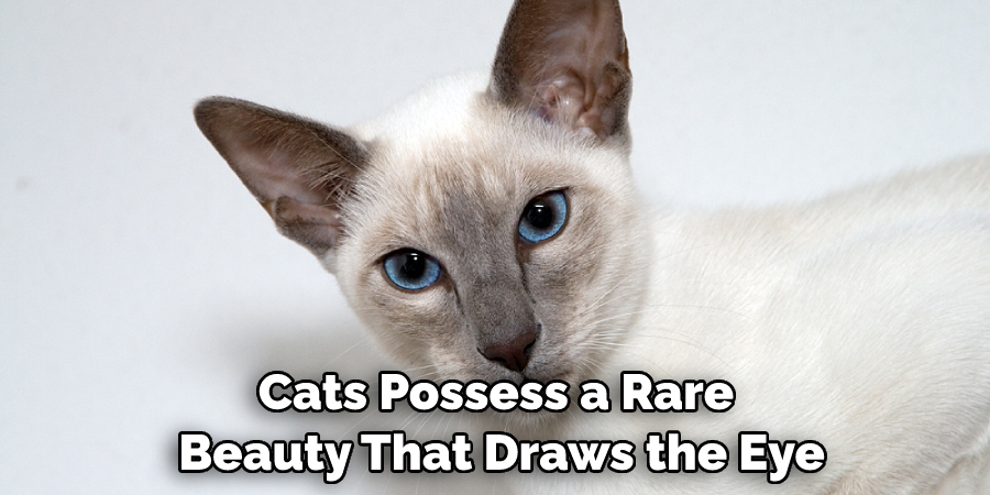 Cats Possess a Rare Beauty That Draws the Eye