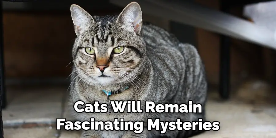 Cats Will Remain Fascinating Mysteries