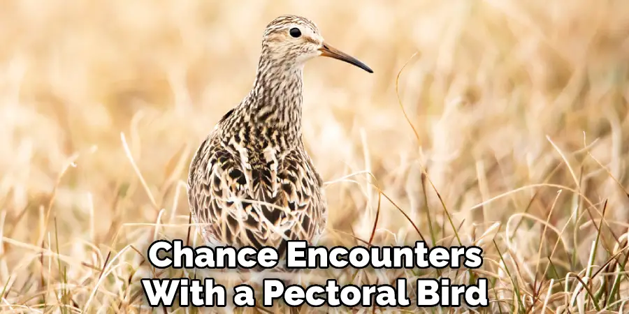 Chance Encounters With a Pectoral Bird
