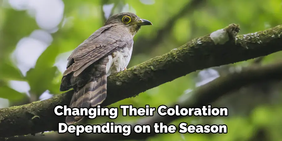 Changing Their Coloration Depending on the Season