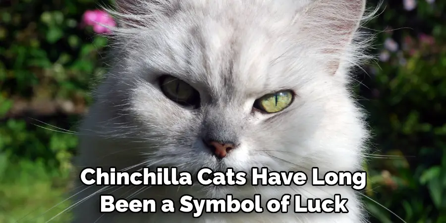 Chinchilla Cats Have Long Been a Symbol of Luck 