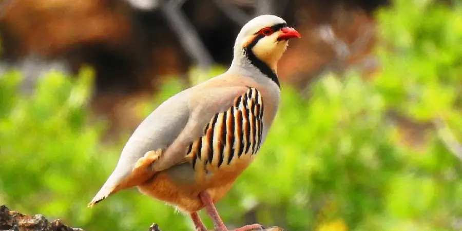 Chukar Spiritual Meaning, Symbolism and Totem