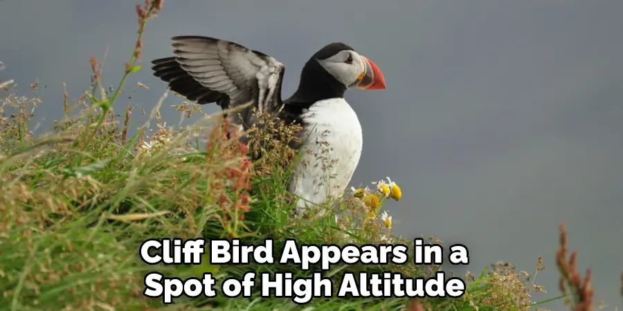 Cliff Bird Appears in a Spot of High Altitude