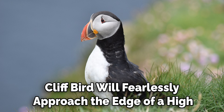 cliff bird will fearlessly approach the edge