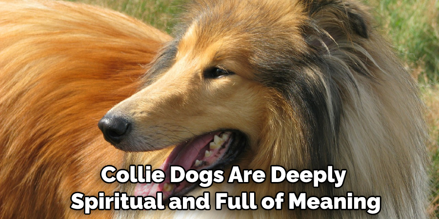 Collie Dogs Are Deeply Spiritual and Full of Meaning