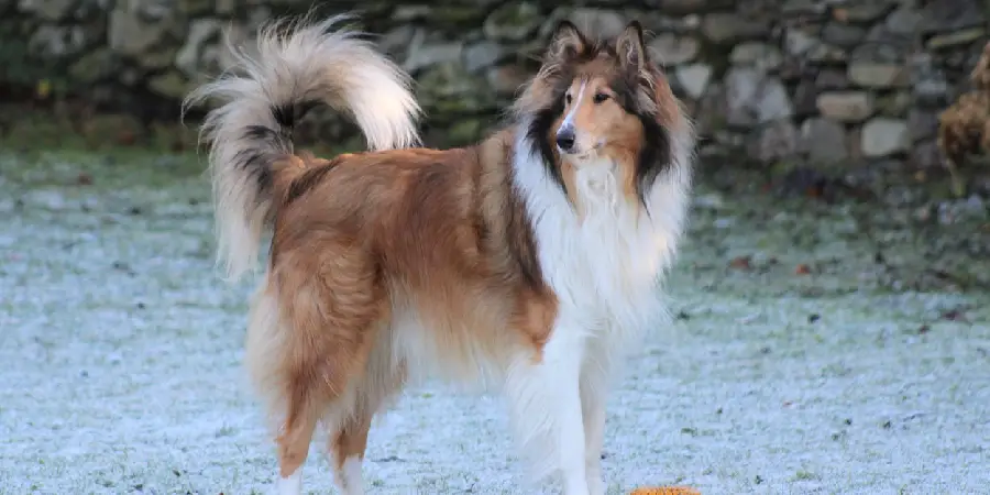 Collie Spiritual Meaning, Symbolism and Totem