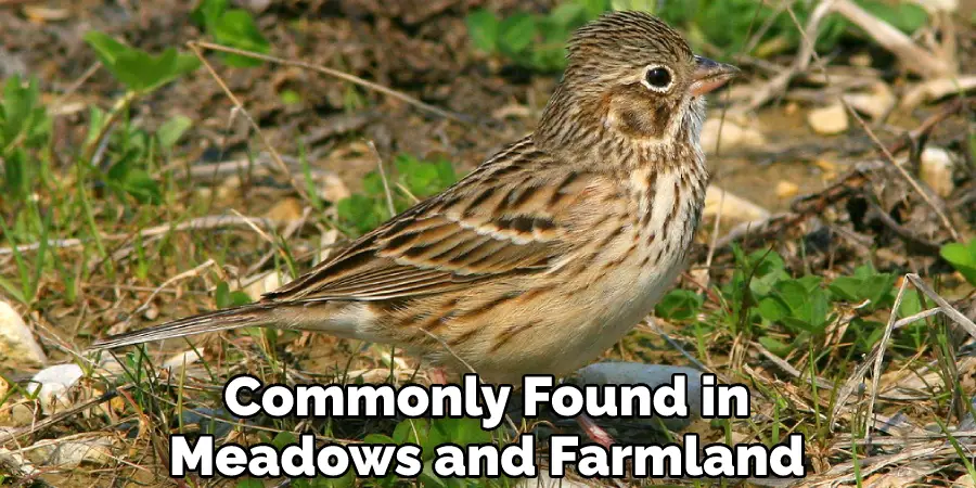 Commonly Found in Meadows and Farmland