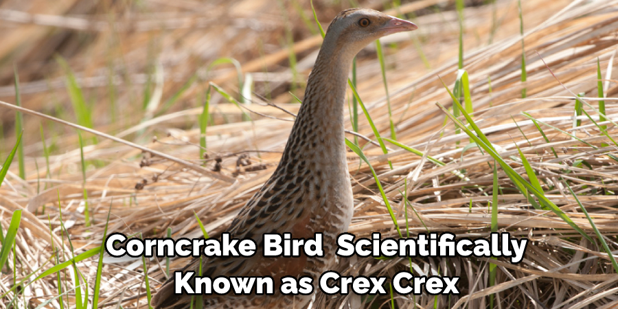  Corncrake Bird, Scientifically Known as Crex Crex