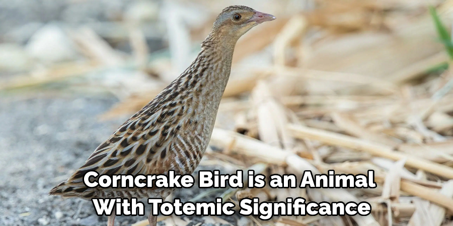 Corncrake Bird is an Animal With Totemic Significance