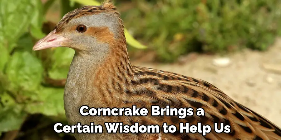 Corncrake Brings a Certain Wisdom to Help Us 