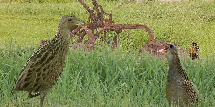 Corncrake Spiritual Meaning, Symbolism and Totem