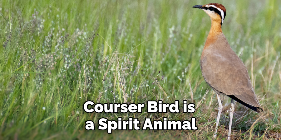 Courser Bird is a Spirit Animal