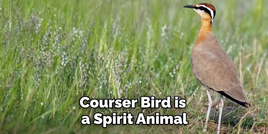 Courser Bird is a Spirit Animal