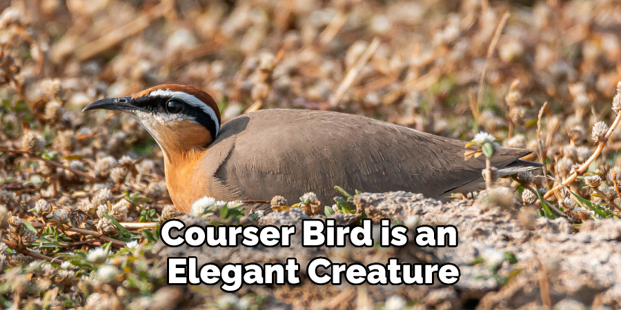 Courser Bird is an Elegant Creature