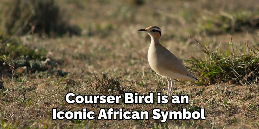 Courser Bird is an Iconic African Symbol