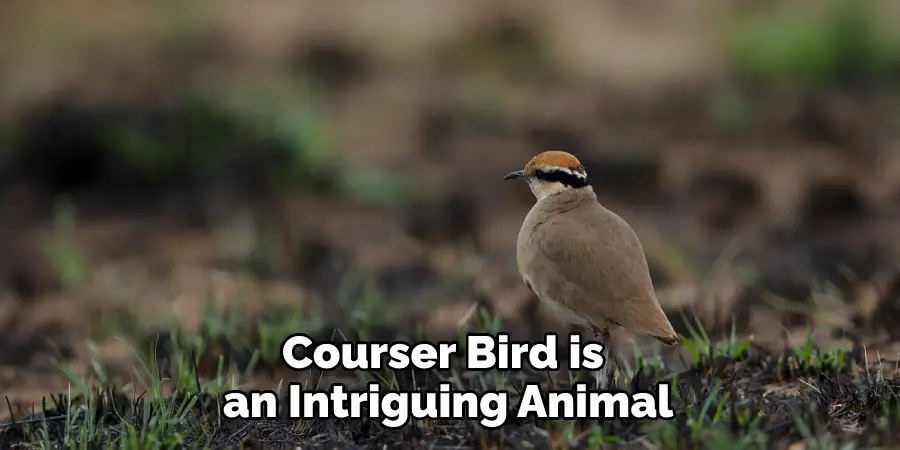 Courser Bird is an Intriguing Animal