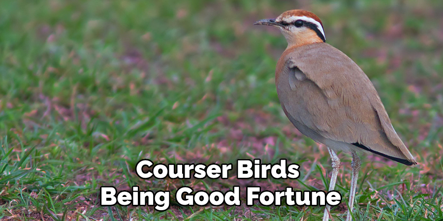 Courser Birds Being Good Fortune