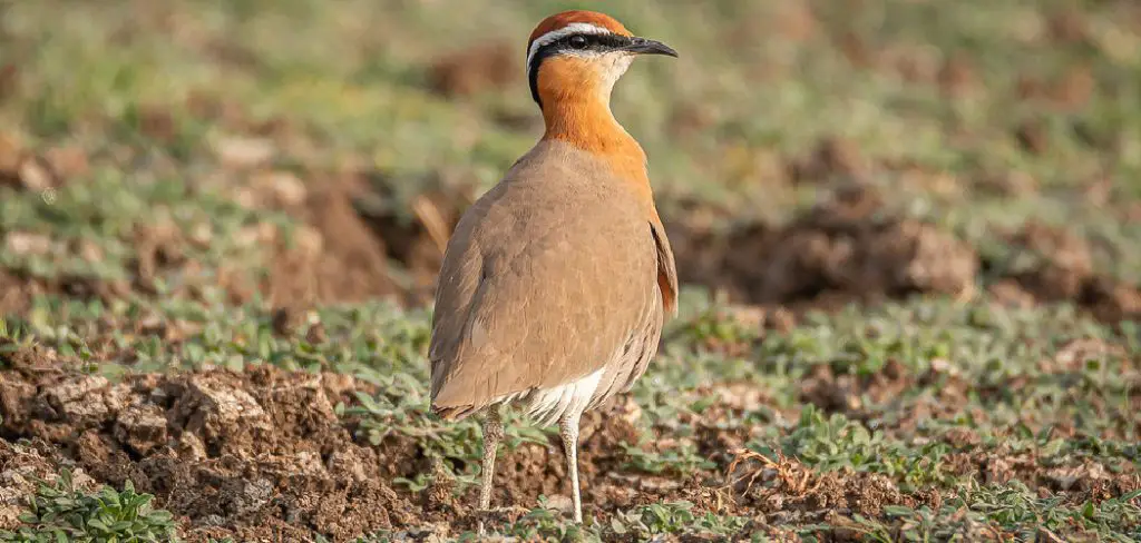 Courser Spiritual Meaning, Symbolism and Totem