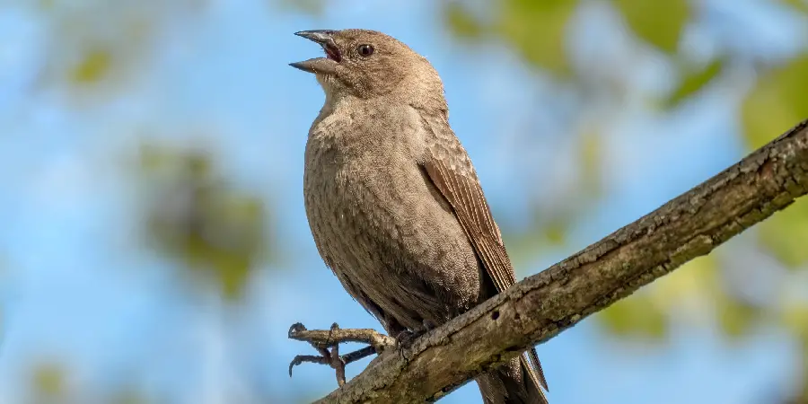 Cowbird Spiritual Meaning, Symbolism and Totem