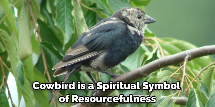 Cowbird is a Spiritual Symbol of Resourcefulness