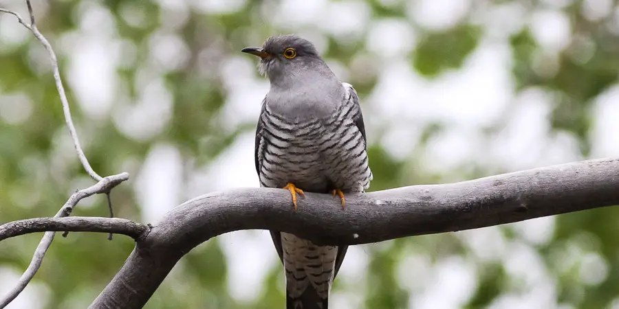 Cuckoo Spiritual Meaning, Symbolism and Totem