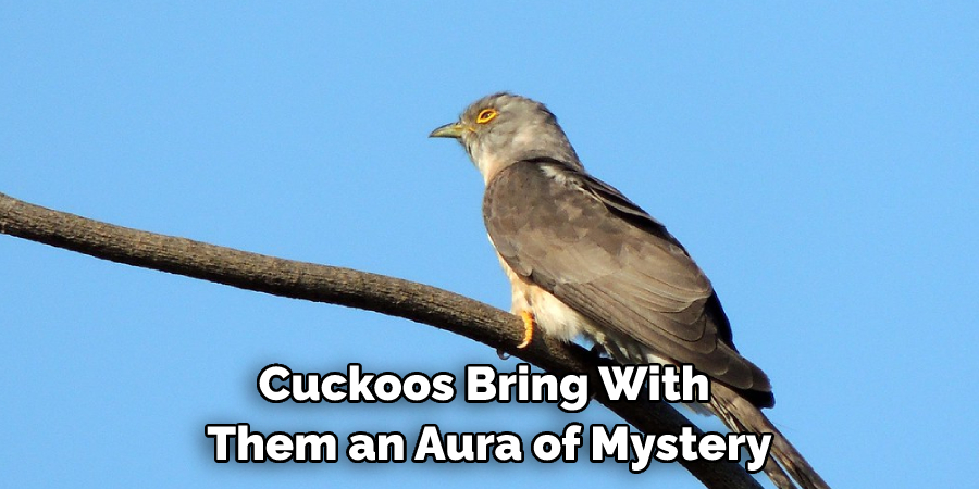 Cuckoos Bring With Them an Aura of Mystery