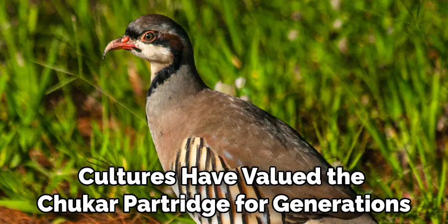 Cultures Have Valued the Chukar Partridge for Generations