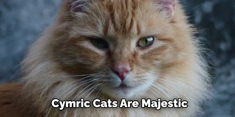  Cymric Cats Are Majestic