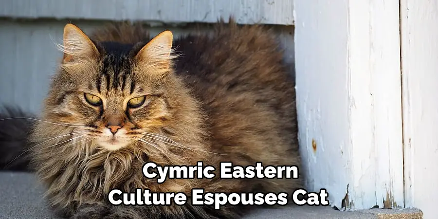  Cymric Eastern Culture Espouses Cat 