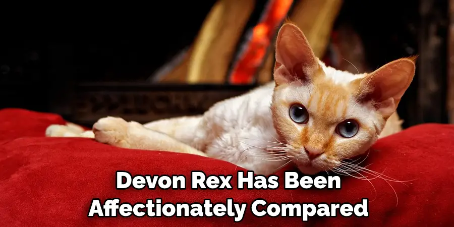  Devon Rex Has Been Affectionately Compared