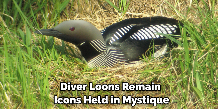 Diver Loons Remain Icons Held in Mystique
