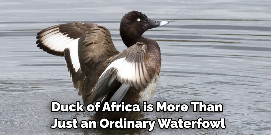 Duck of Africa is More Than Just an Ordinary Waterfowl
