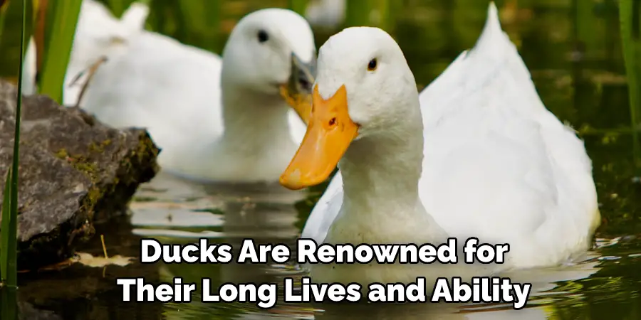  Ducks Are Renowned for Their Long Lives and Ability