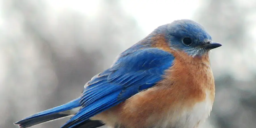 Eastern Bluebird Spiritual Meaning, Symbolism and Totem