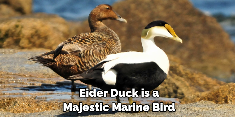  Eider Duck is a Majestic Marine Bird