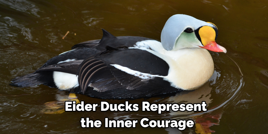 Eider Ducks Represent the Inner Courage