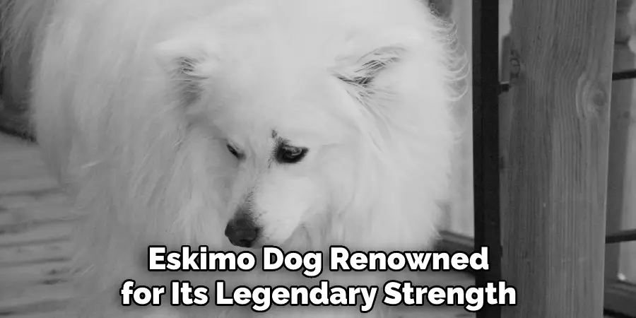 Eskimo Dog Renowned for Its Legendary Strength