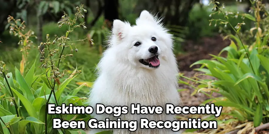 Eskimo Dogs Have Recently Been Gaining Recognition