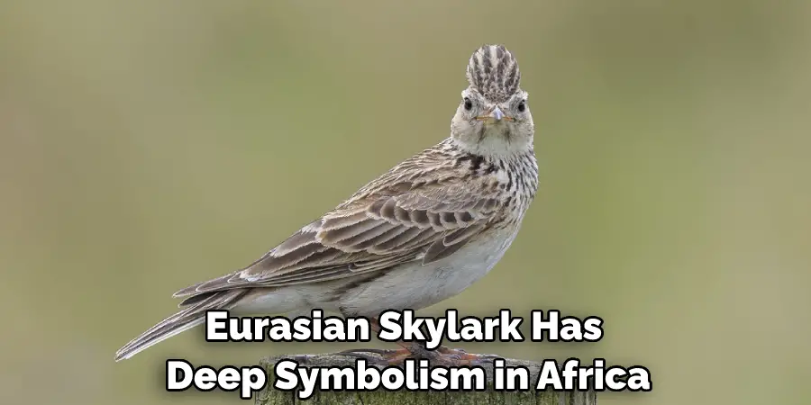 Eurasian Skylark Has Deep Symbolism in Africa