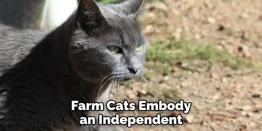 Farm Cats Embody an Independent