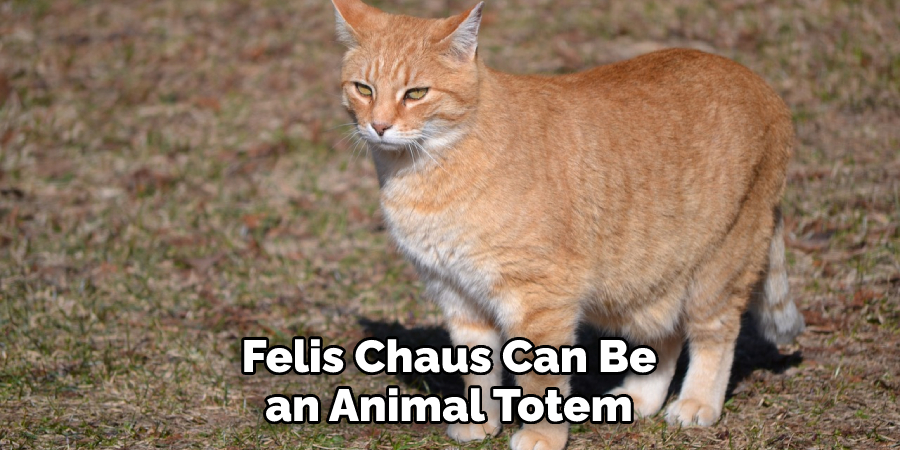 Felis Chaus Can Be an Animal Totem