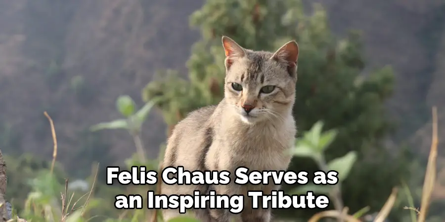 Felis Chaus Serves as an Inspiring Tribute