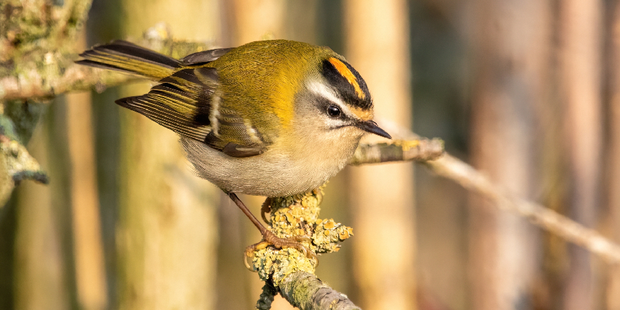 Firecrest Spiritual Meaning, Symbolism and Totem