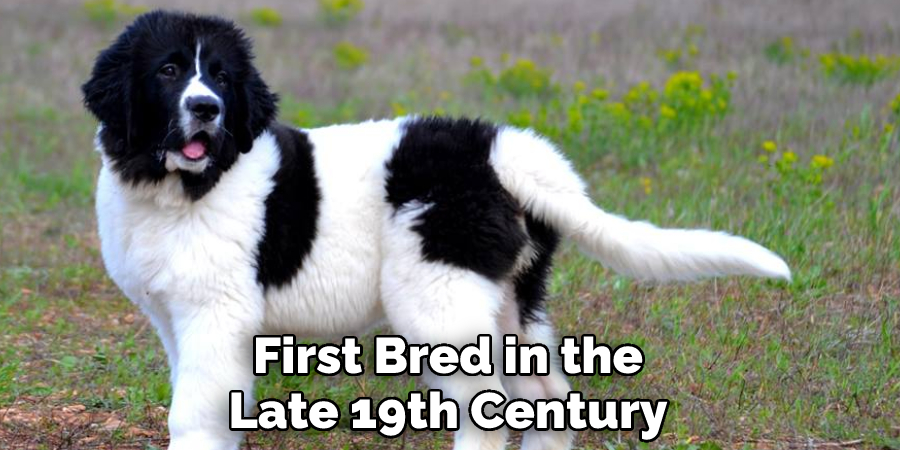 First Bred in the Late 19th Century