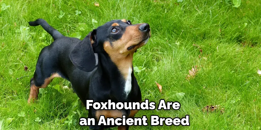 Foxhounds Are an Ancient Breed